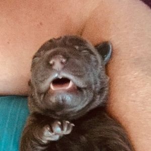 Meet your Posher, Odelia